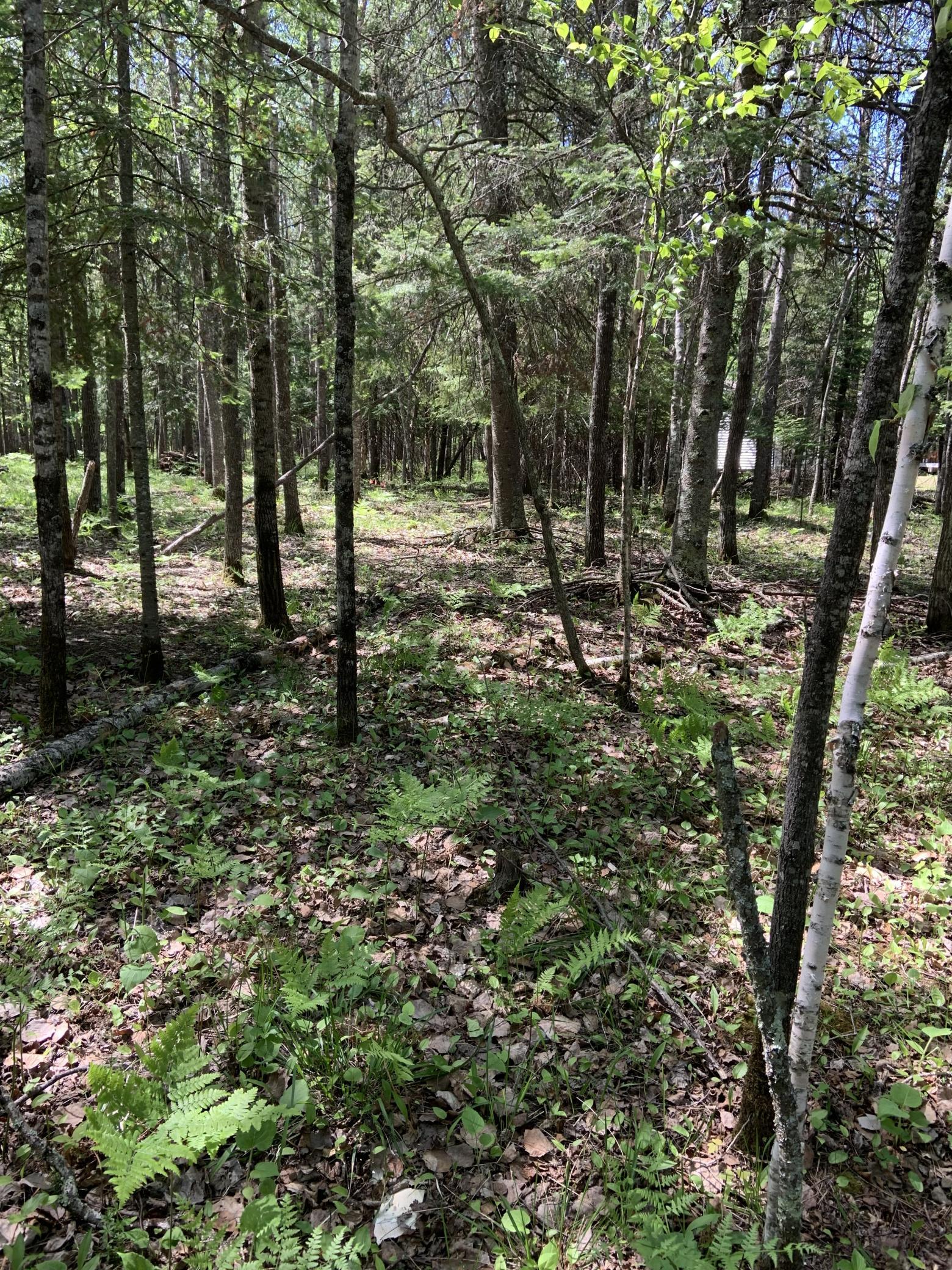 0 Bass Lake Road Gilbert, MN 55741 - Photo 36 of 41