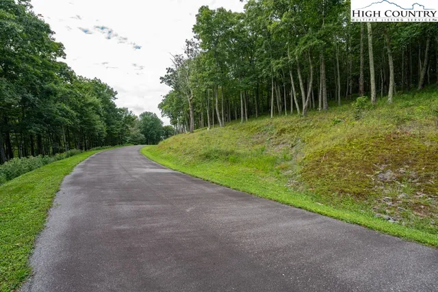 a view of a yard with plants and large trees