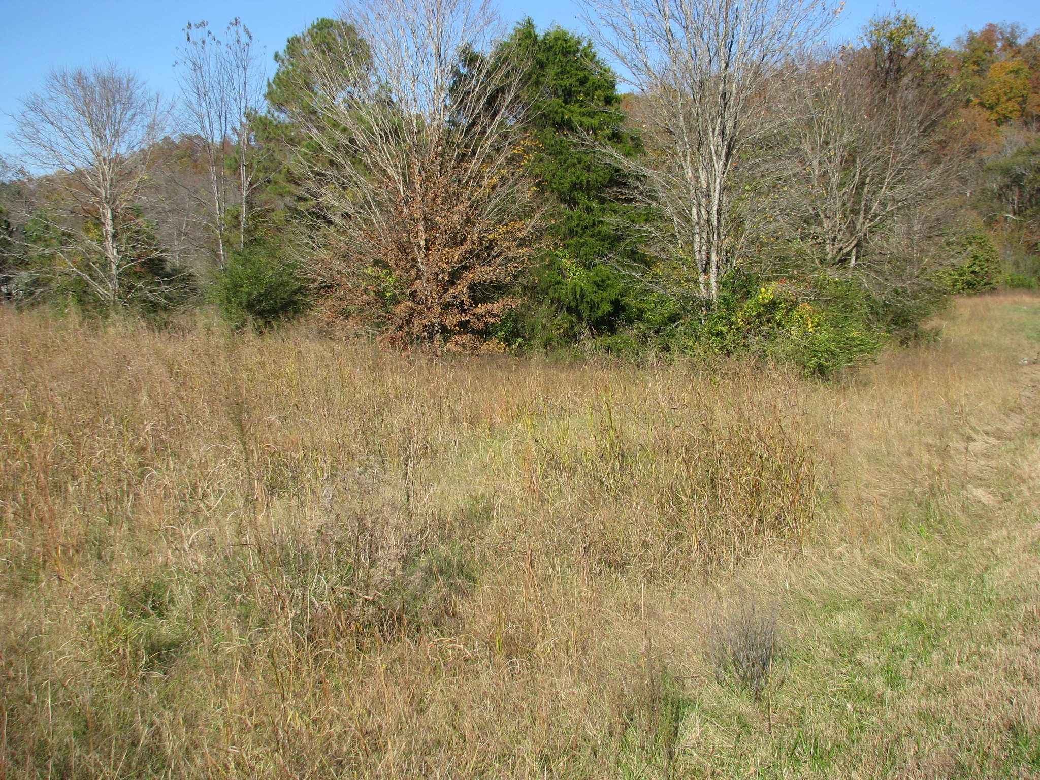 199 Spann Loop Waverly, TN 37185 - Photo 3 of 14 Gallery Image 3