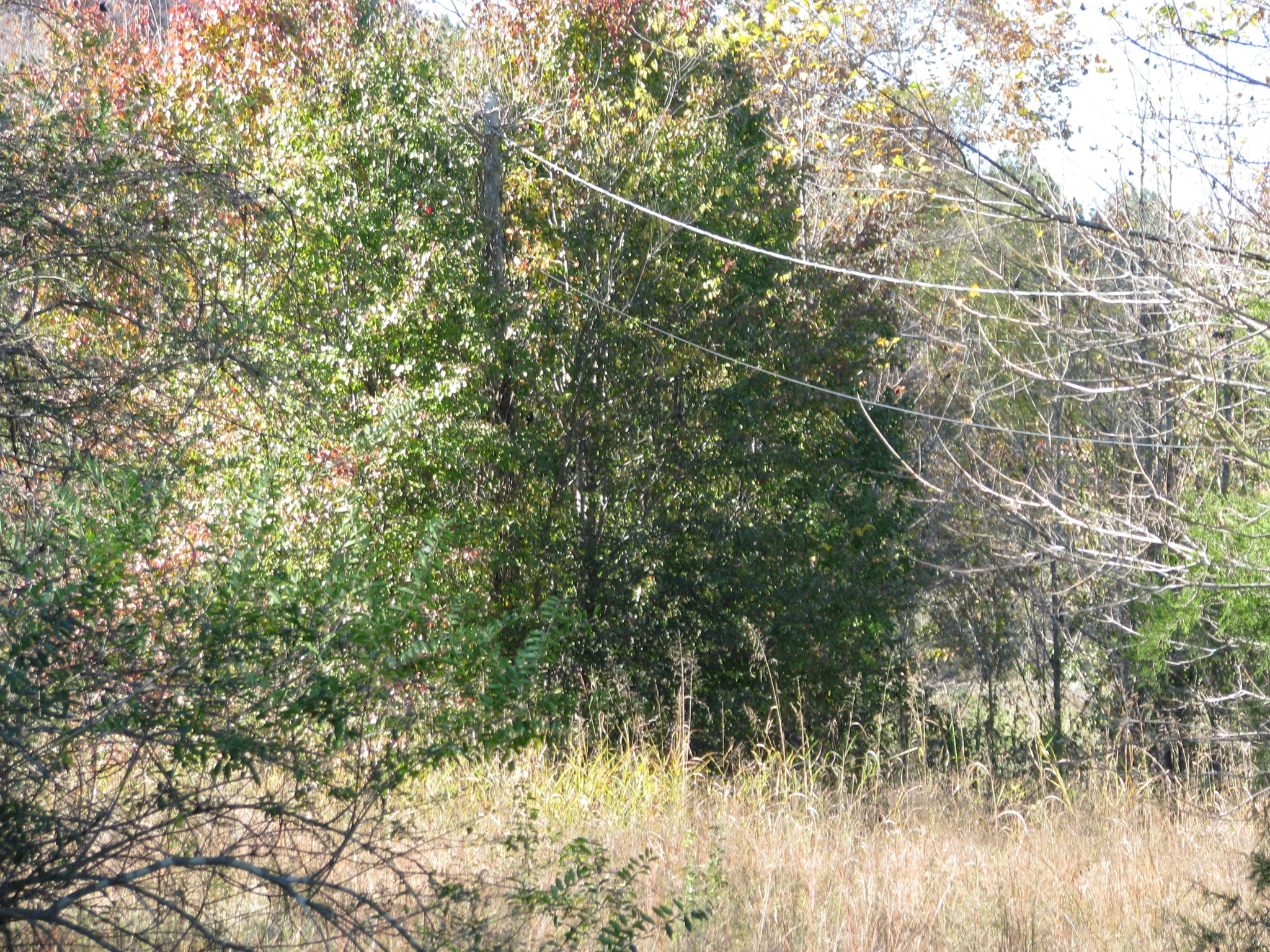 199 Spann Loop Waverly, TN 37185 - Photo 7 of 14 Gallery Image 7