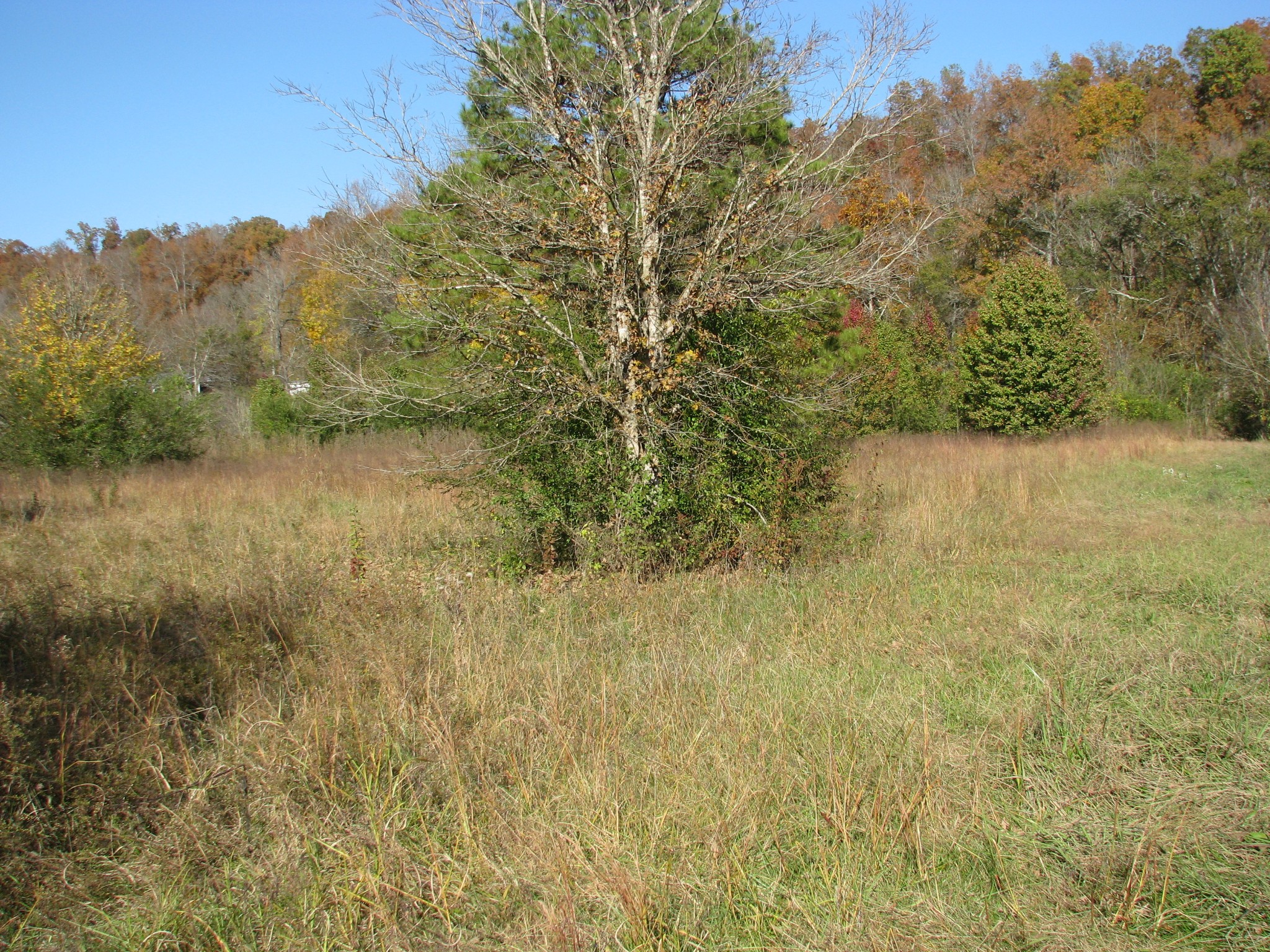 199 Spann Loop Waverly, TN 37185 - Photo 8 of 14 Gallery Image 8