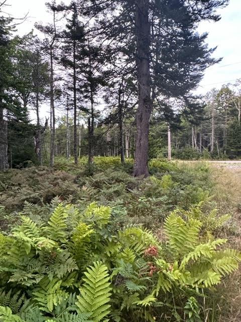 234 Estates Road Steuben, ME 04680 - Photo 3 of 10 IMG_7970