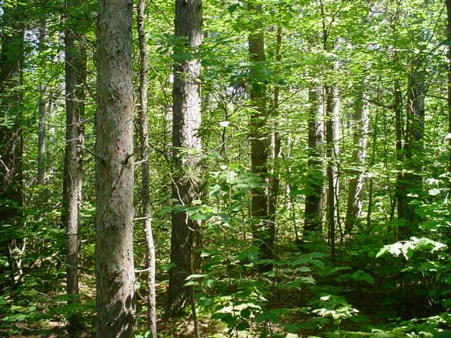 On Lake Mildred Road Rhinelander, WI 54501 - Photo 8 of 12 Gallery Image 8