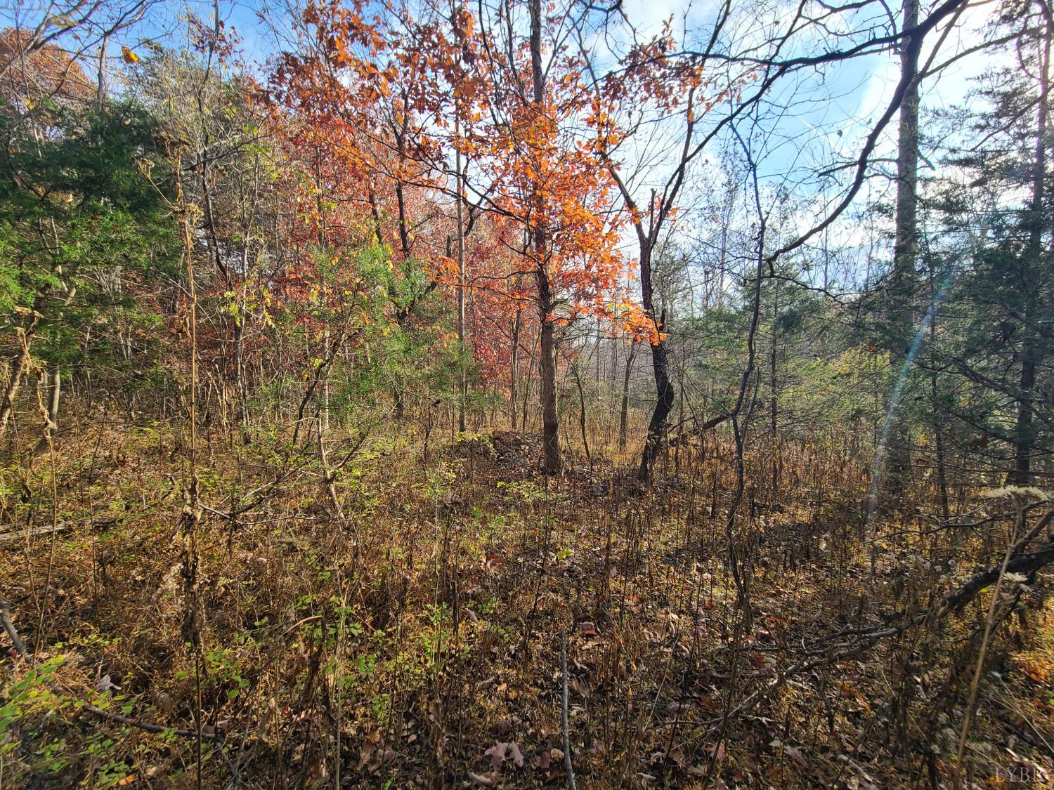 12 Pittsville Road Gretna, VA 24557 - Photo 4 of 5 a view of a yard with large trees