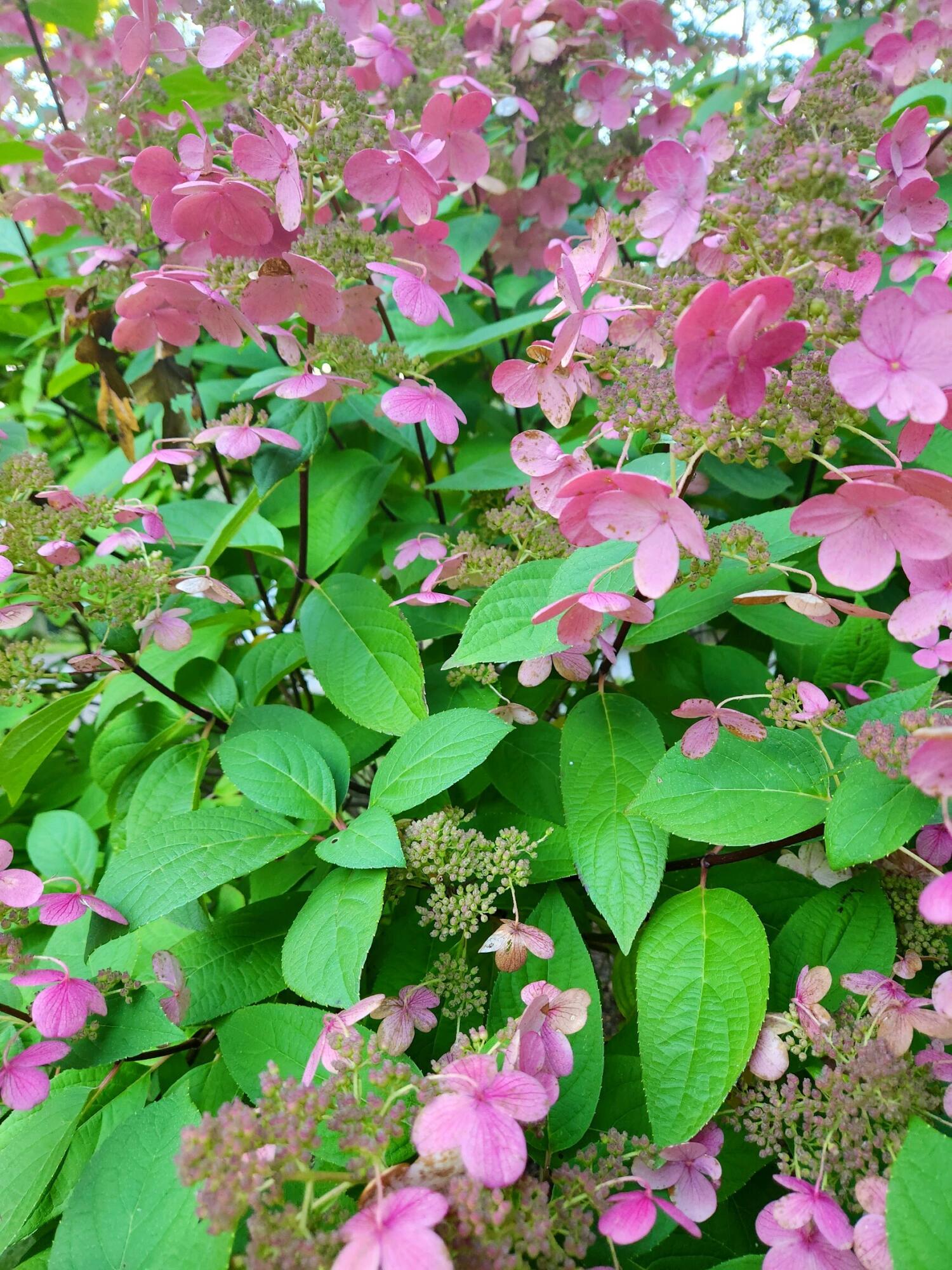 155 Far Fields Road Brewster, MA 02631 - Photo 15 of 40 a view of a flower