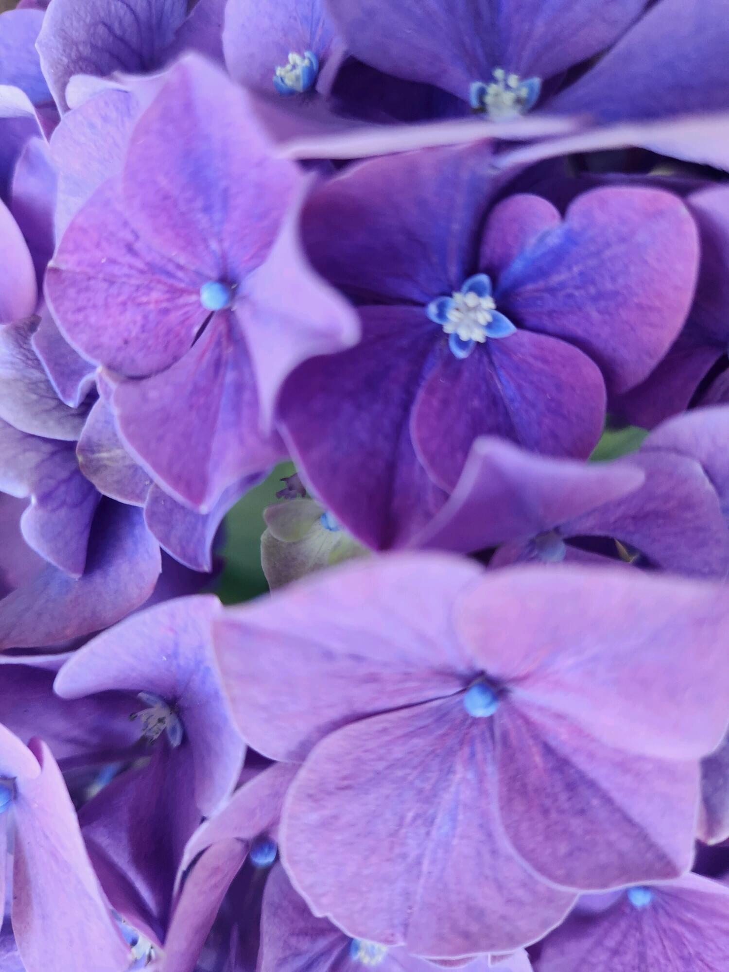155 Far Fields Road Brewster, MA 02631 - Photo 17 of 40 a bed with pink walls