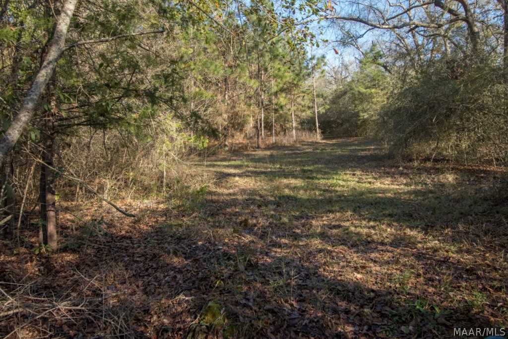 40-acres Austin Road Black, AL 36314 - Photo 15 of 28 Gallery Image 15