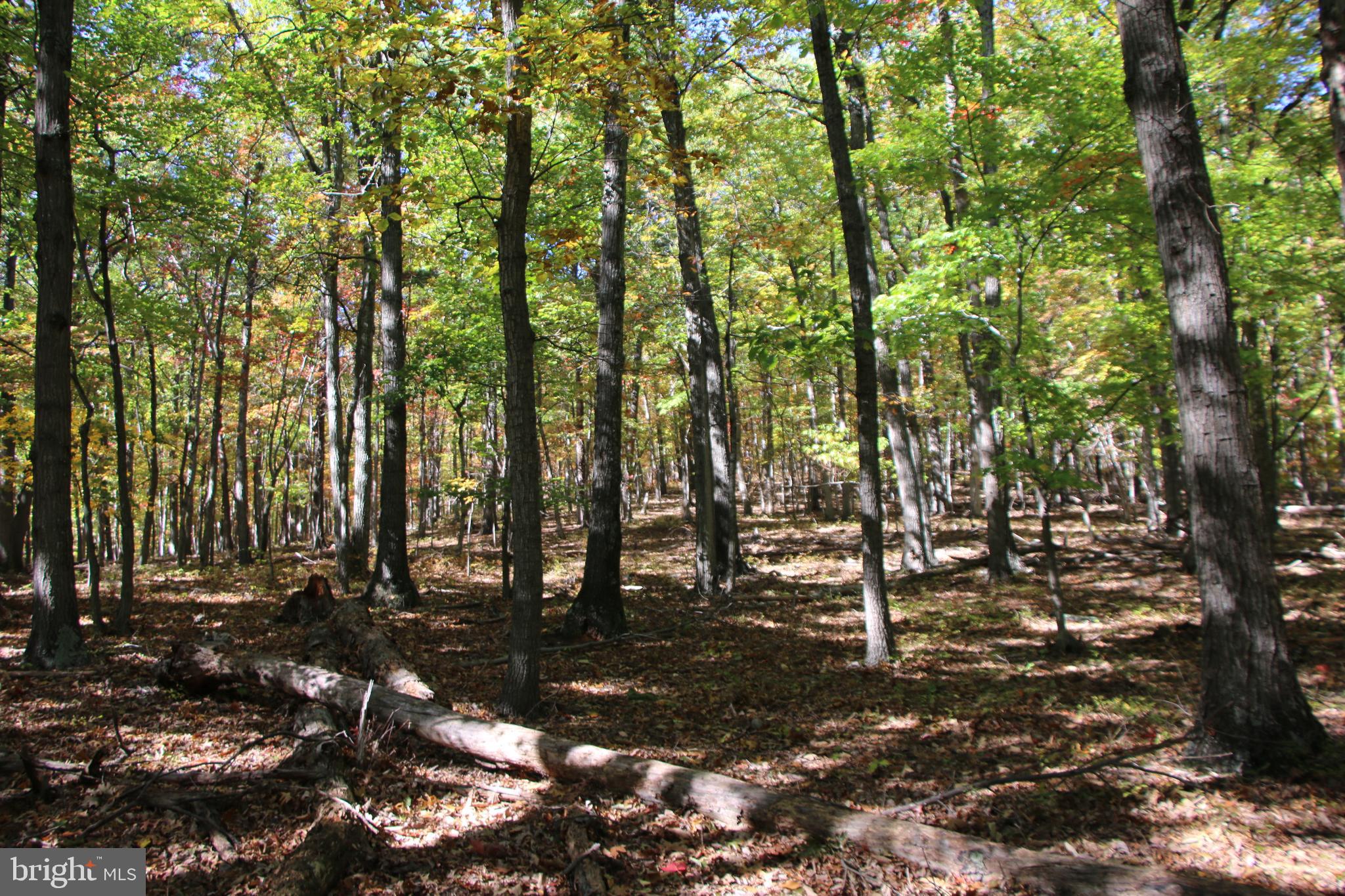 Back Road Toms Brook, VA 22660 - Photo 26 of 37 Gallery Image 26