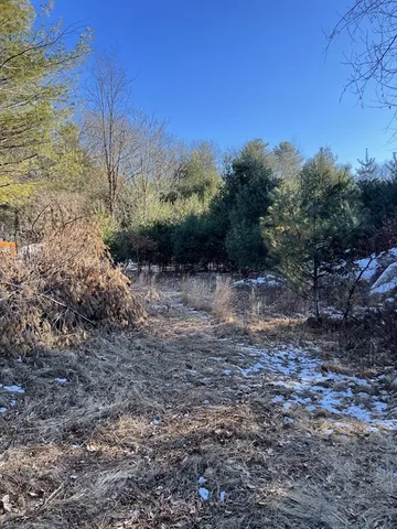 a view of a forest with trees