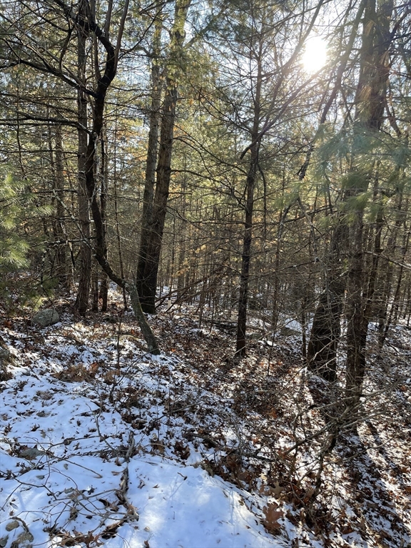 14 Sewall Brook Lane Sherborn, MA 01770 - Photo 9 of 10 a view of a forest with trees