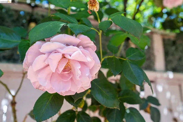 a close up of a flower in a garden