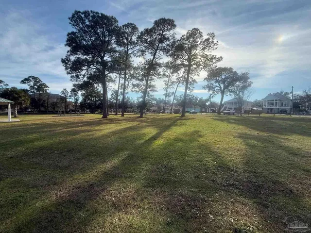 a view of a large trees with lots of trees in the background