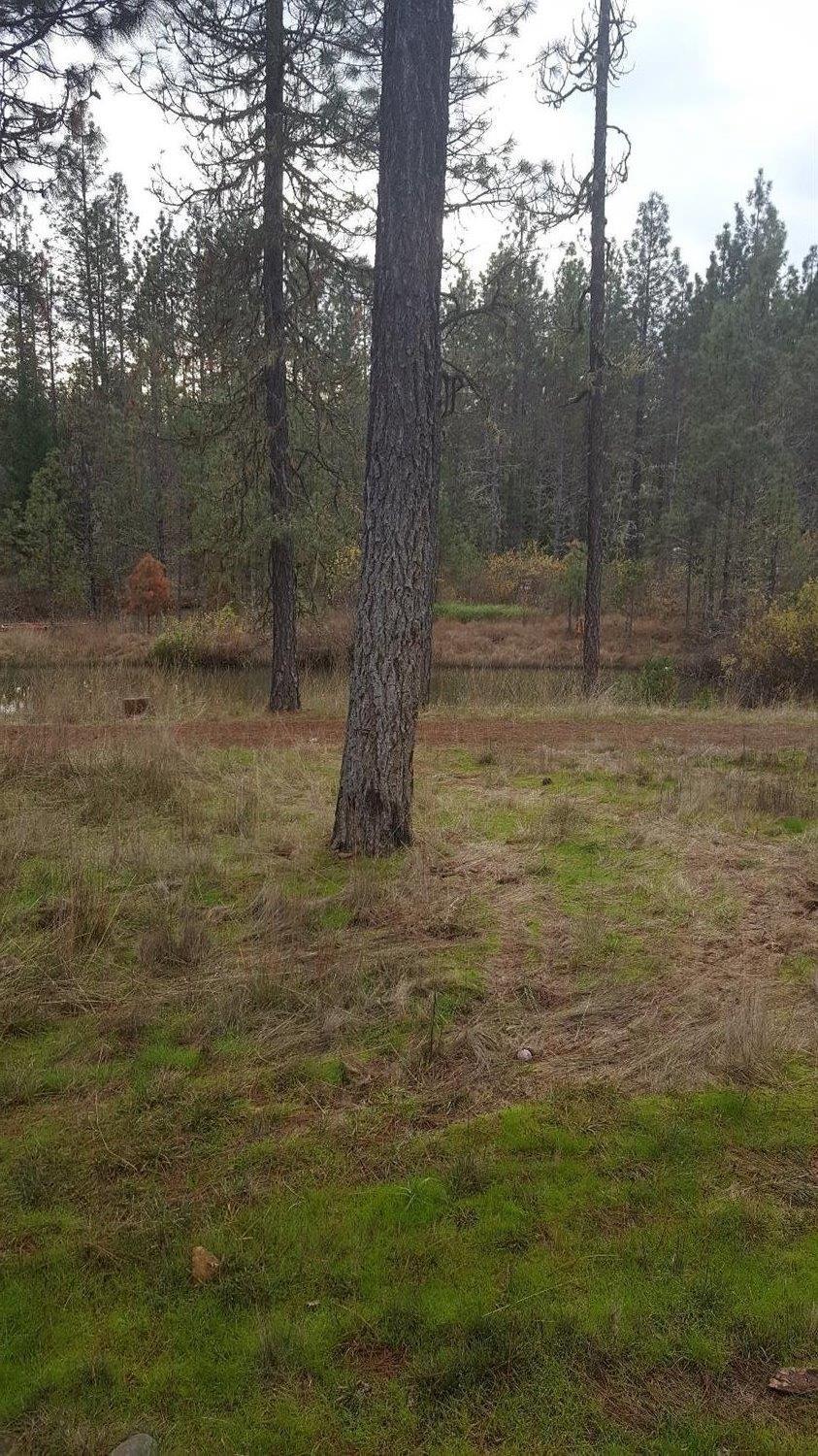 132 Buck Canyon Road Cave Junction, OR 97523 - Photo 1 of 11 Primary Photo