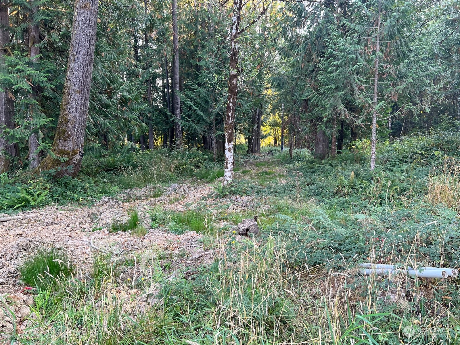954 Logan Hill Road Chehalis, WA 98532 - Photo 11 of 15 a view of a trees in a yard