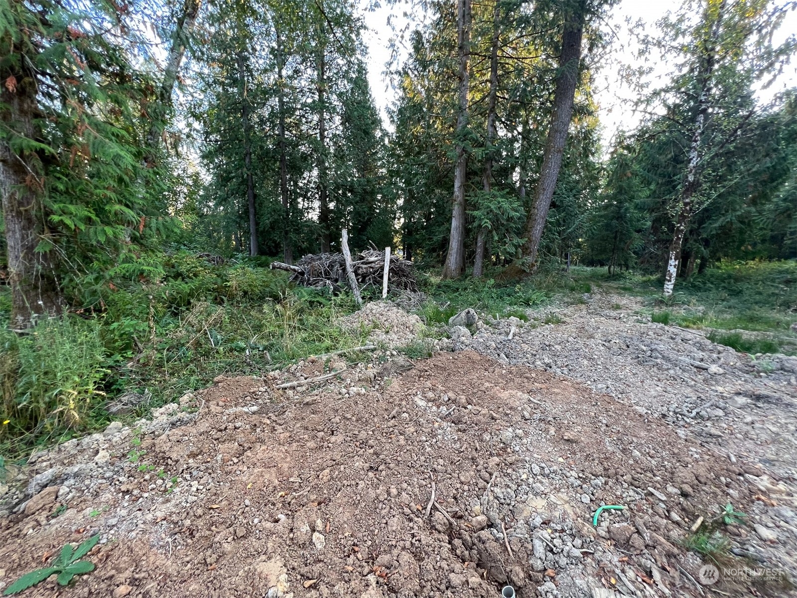 954 Logan Hill Road Chehalis, WA 98532 - Photo 13 of 15 a big yard with lots of green space and deers