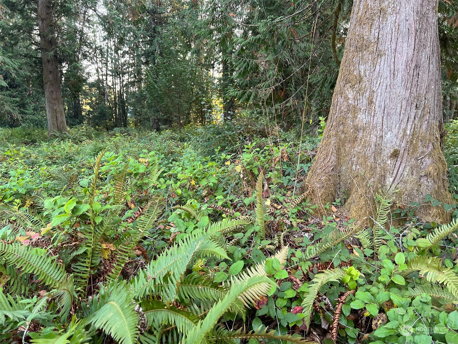 954 Logan Hill Road Chehalis, WA 98532 - Photo 14 of 15 a view of a lush green forest