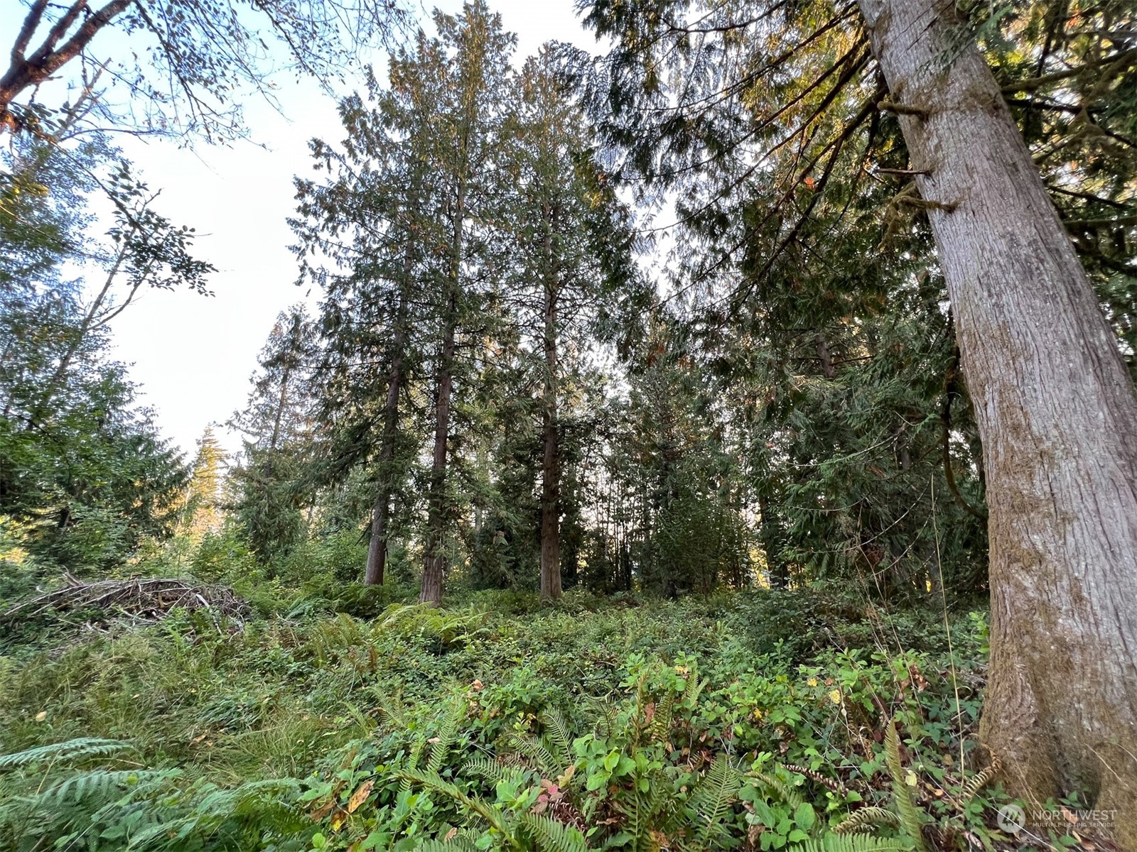 954 Logan Hill Road Chehalis, WA 98532 - Photo 15 of 15 a view of outdoor space and trees