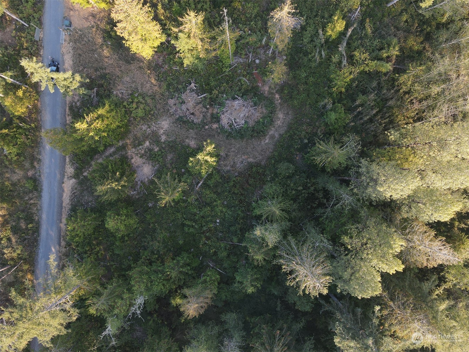 954 Logan Hill Road Chehalis, WA 98532 - Photo 2 of 15 a view of a forest with a tree