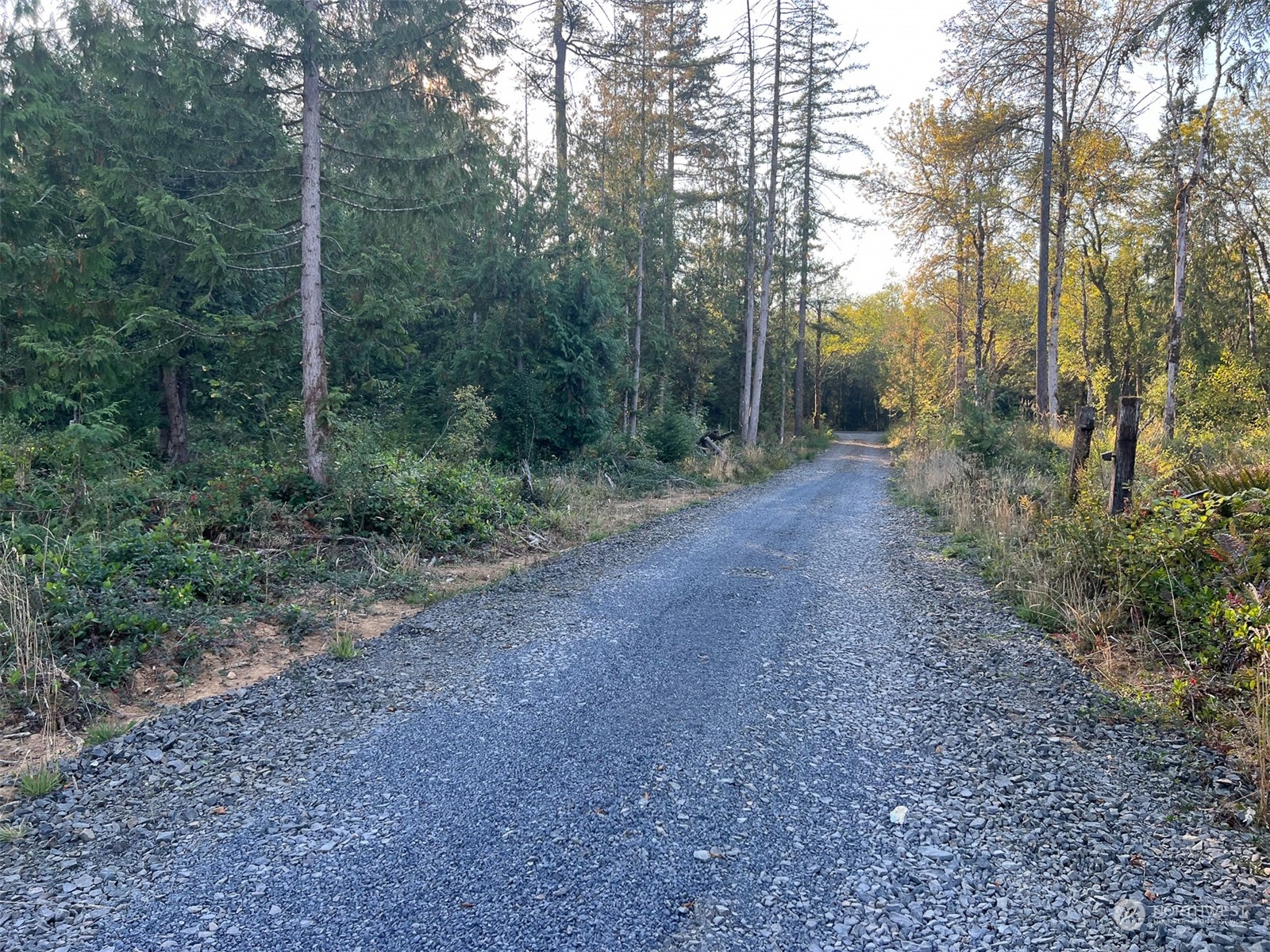 954 Logan Hill Road Chehalis, WA 98532 - Photo 3 of 15 a view of a forest with trees in the background