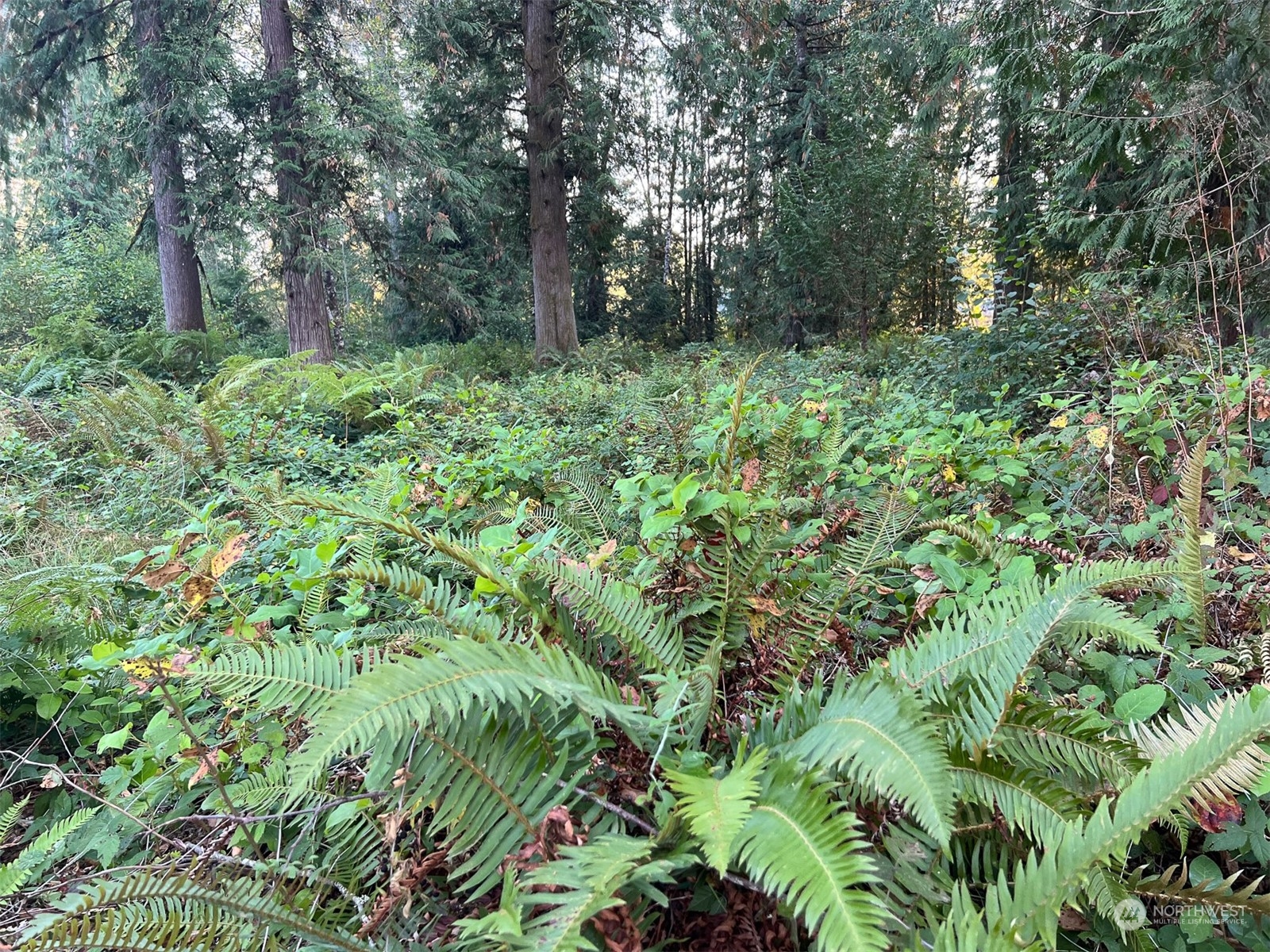 954 Logan Hill Road Chehalis, WA 98532 - Photo 8 of 15 a view of a lush green forest