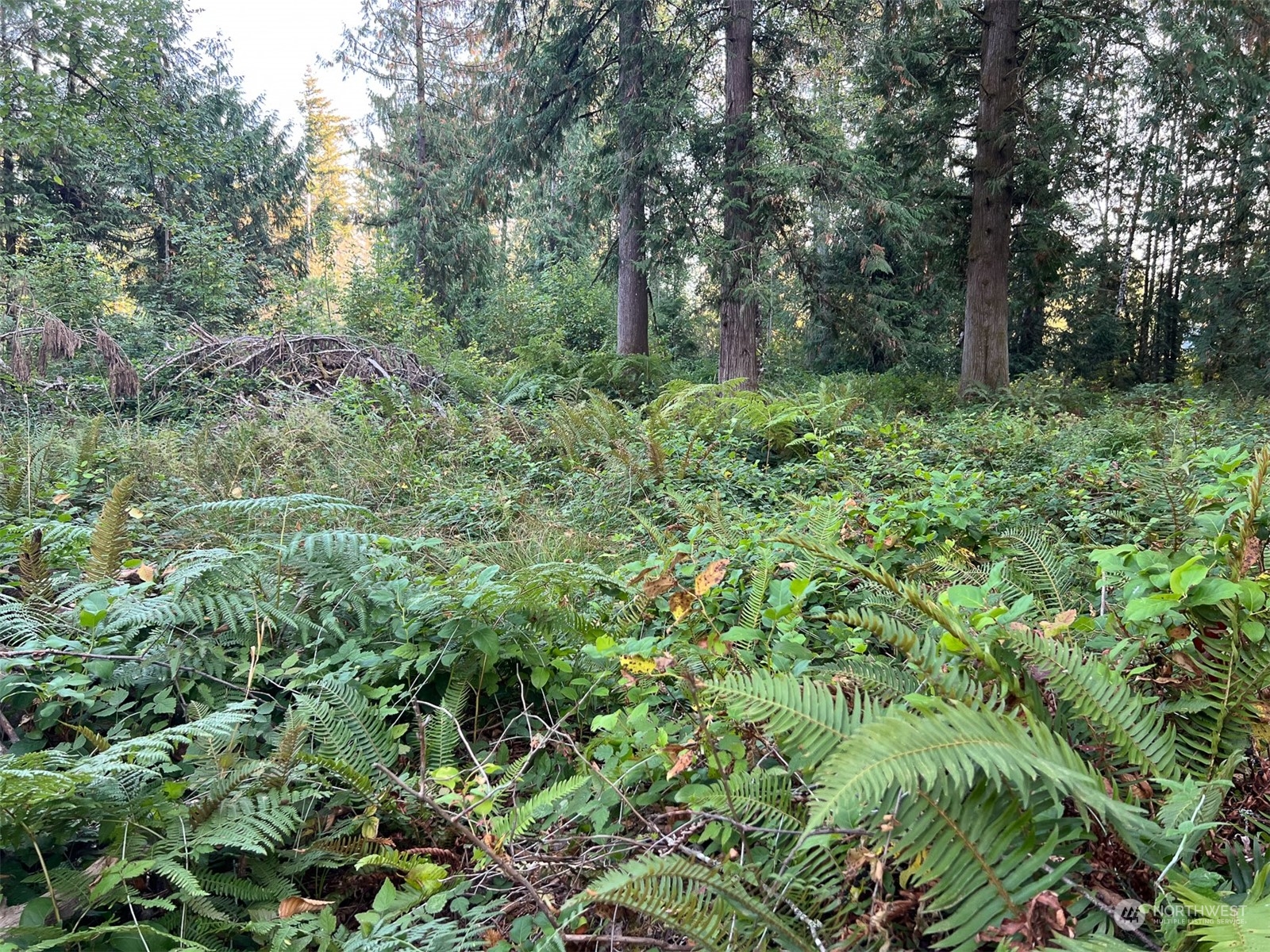 954 Logan Hill Road Chehalis, WA 98532 - Photo 9 of 15 a view of a lush green forest