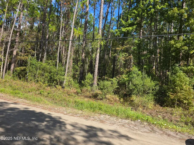 a view of a lush green forest
