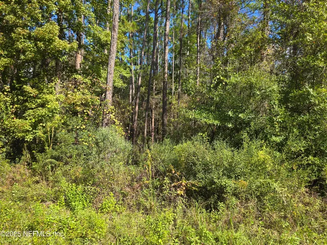 a view of a yard with a tree