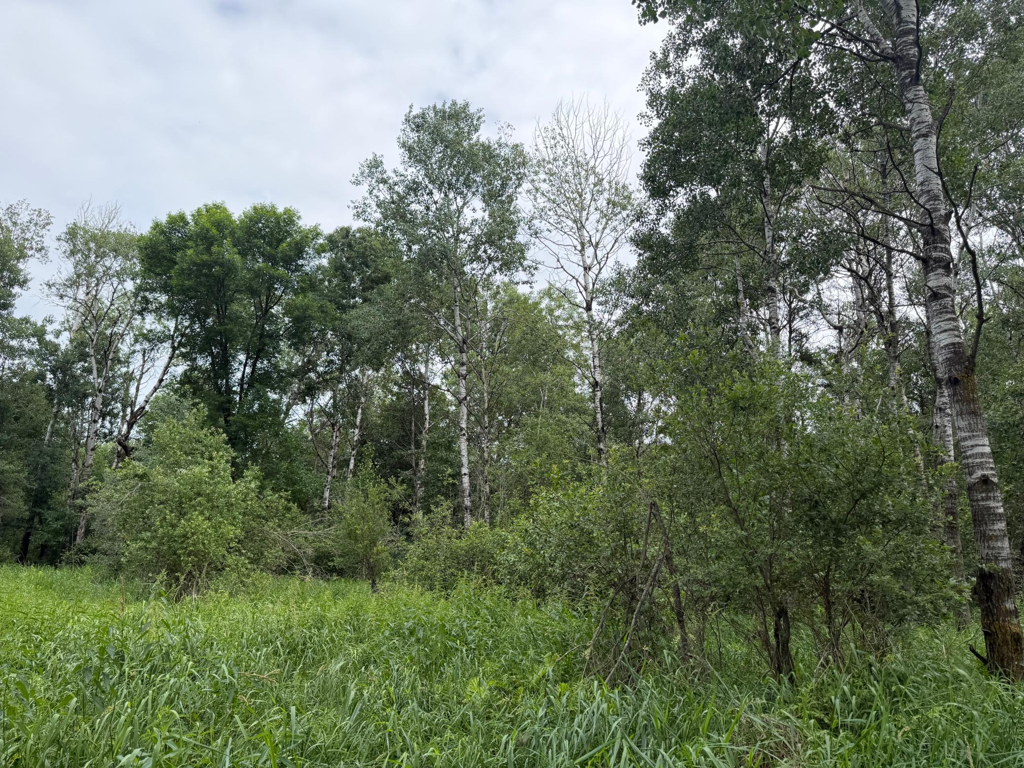 Tbd 350th Street Sebeka, MN 56477 - Photo 47 of 100