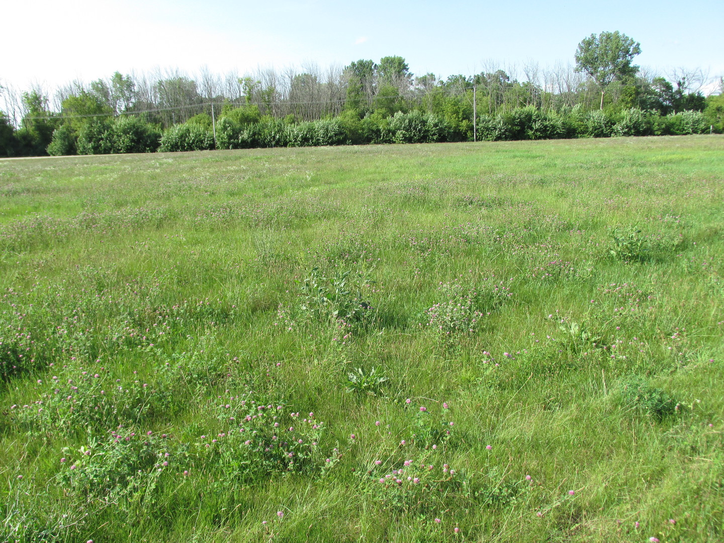 0 Lee Center Road Amboy, IL 61310 - Photo 15 of 18 a view of a green field with plants