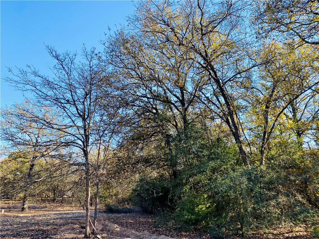 a picture of tree