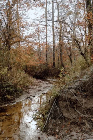a view of a yard with plants and trees