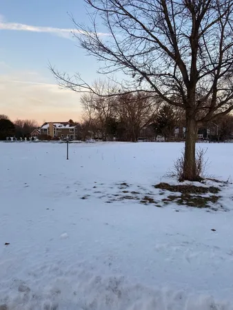 a view of a dry yard with trees