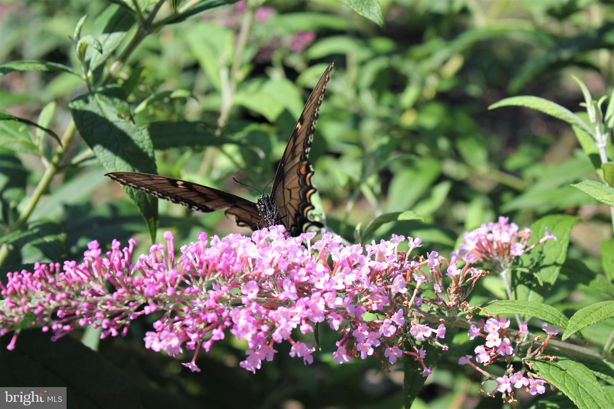 461 Paradise Road Aberdeen, MD 21001 - Photo 75 of 78 Amazing butterfly attraction