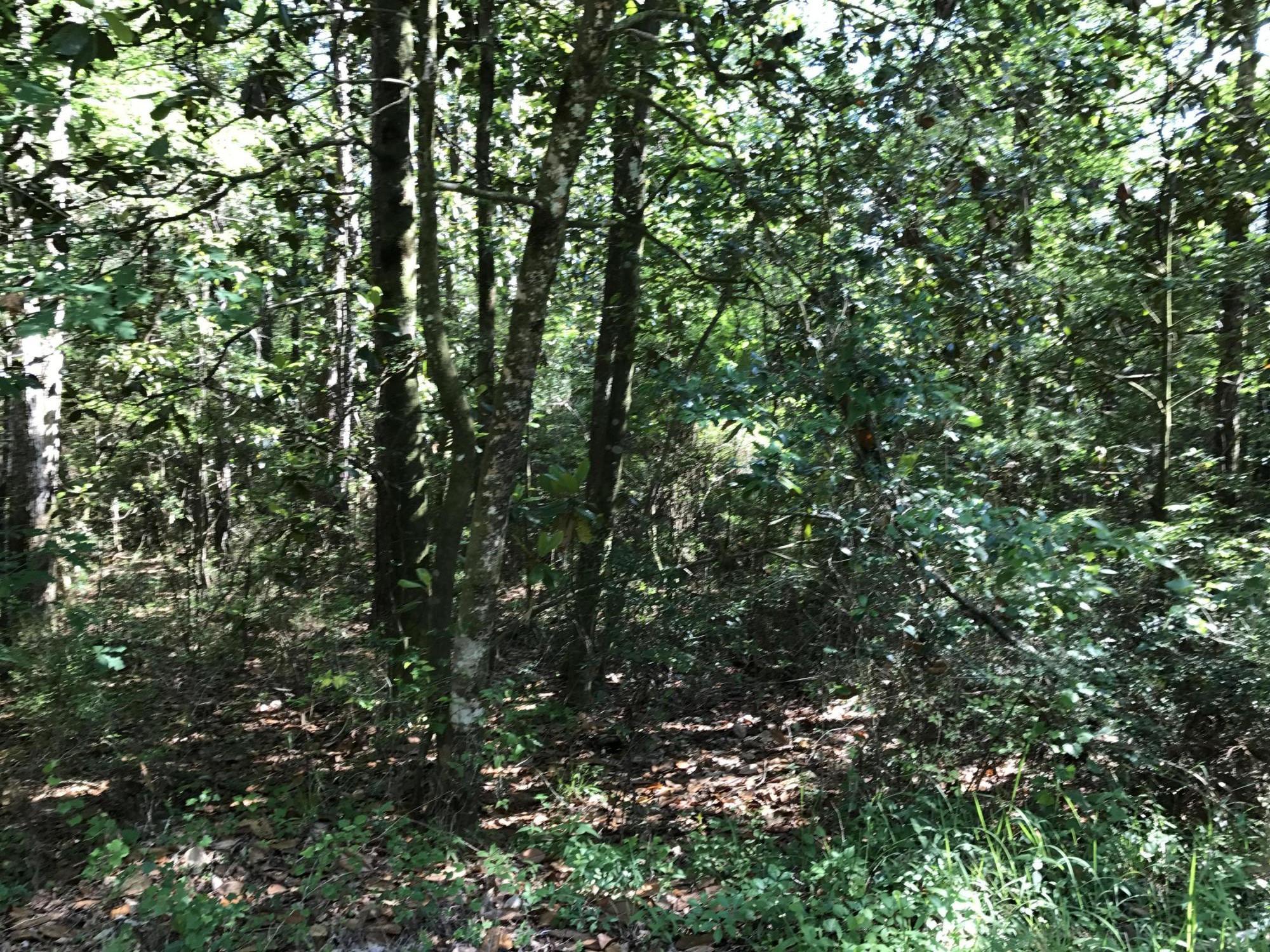 0 Shoal River Road Crestview, FL 32539 - Photo 7 of 12 a view of a tree