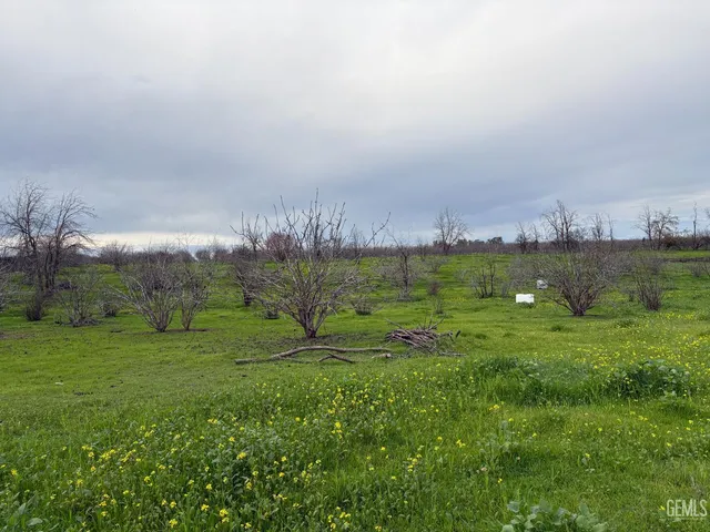 a view of a grassy field with trees