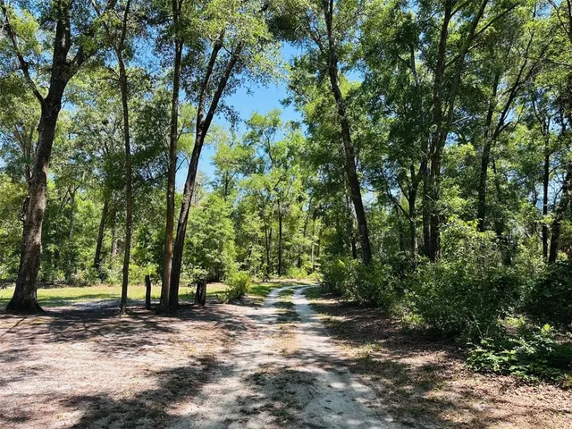 a view of a tree in the middle of a yard