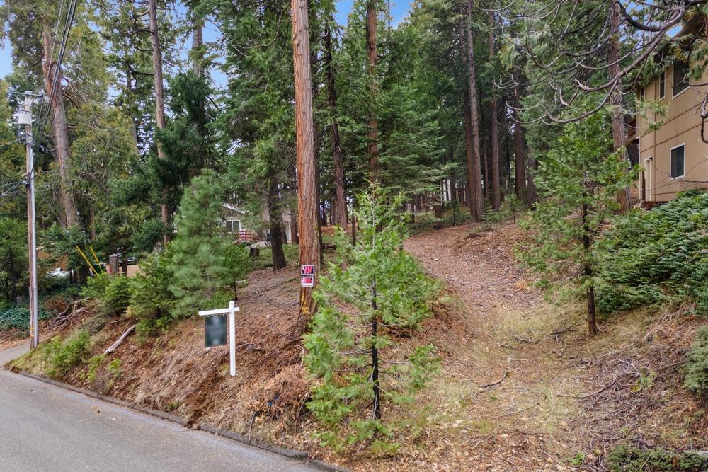 a view of a garden with plants