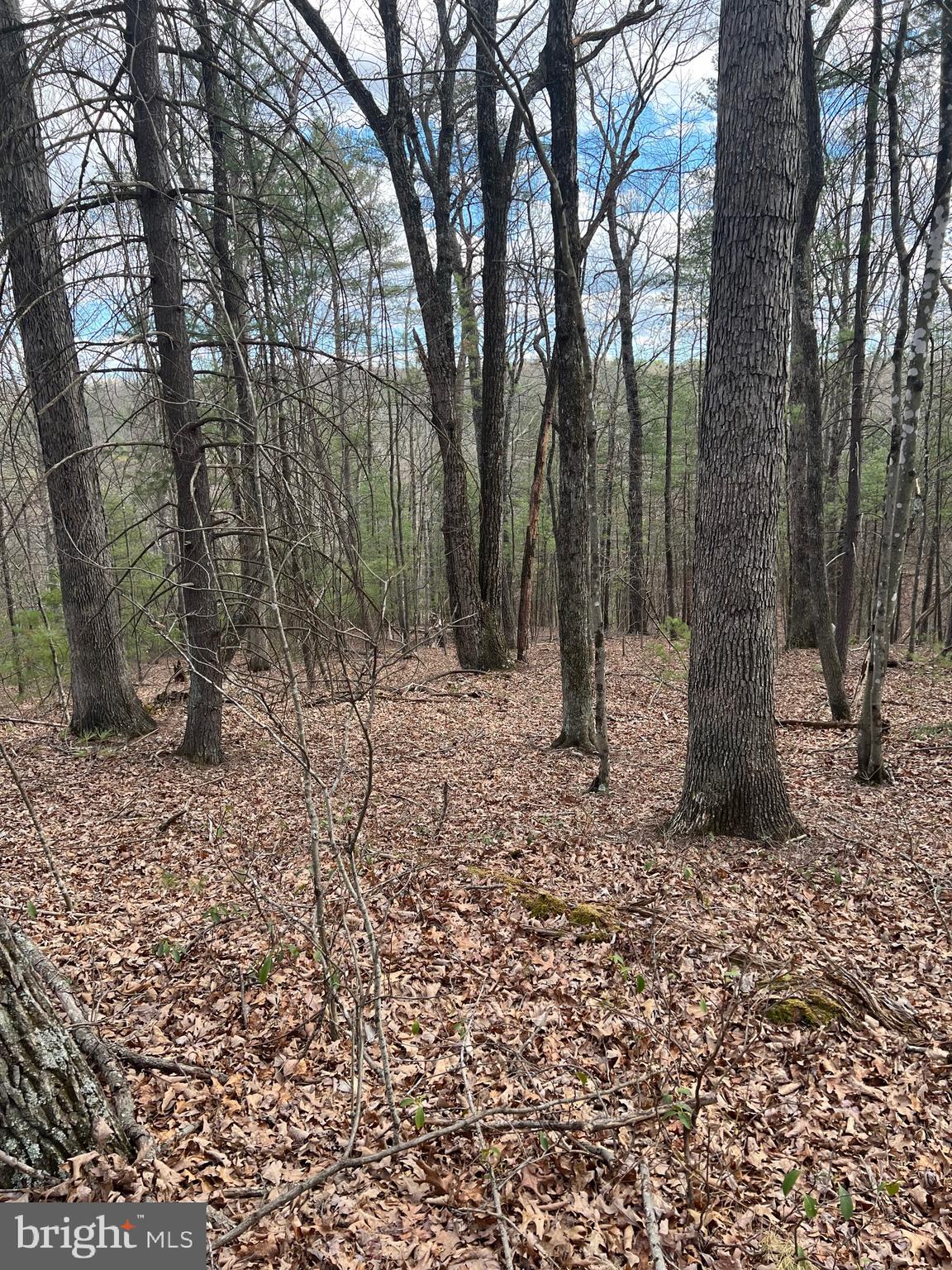 Beech Mount Jackson, VA 22842 - Photo 1 of 5 a backyard of a house with lots of green space