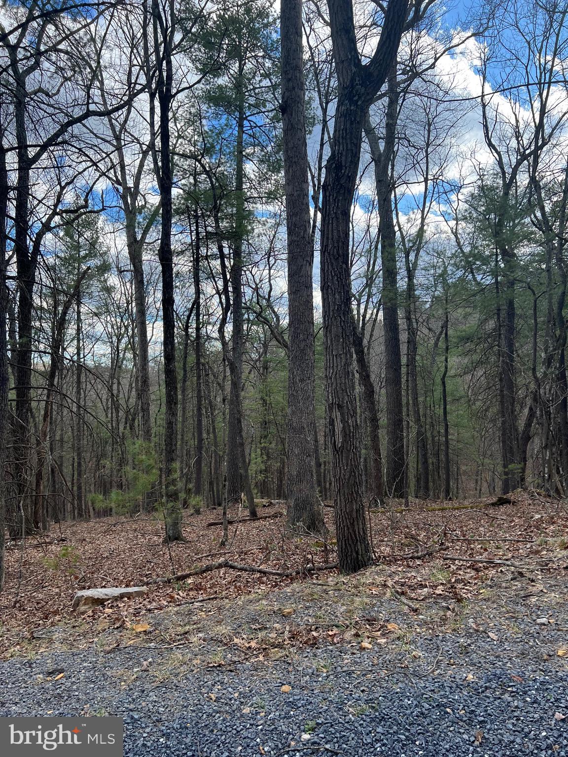 Beech Mount Jackson, VA 22842 - Photo 3 of 5 a view of outdoor space with lots of trees