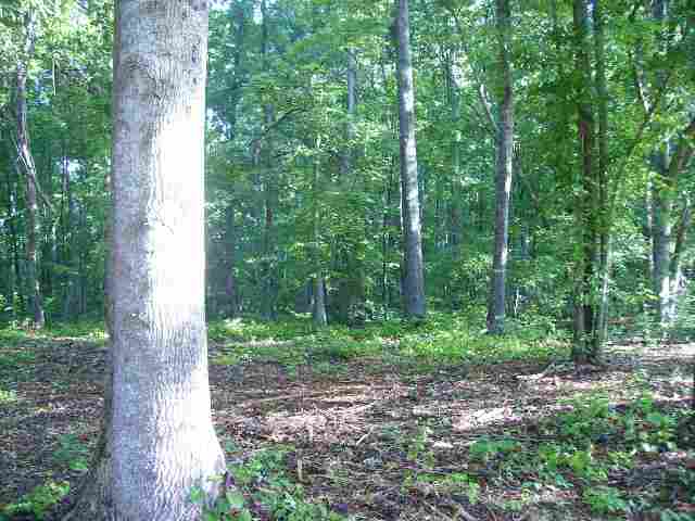 26-acres Gaillard Road, Unit 26 AC GAILLARD DRIVE Williamston, SC 29697 - Photo 3 of 5