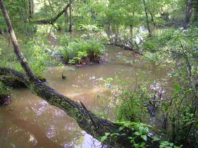 26-acres Gaillard Road, Unit 26 AC GAILLARD DRIVE Williamston, SC 29697 - Photo 4 of 5