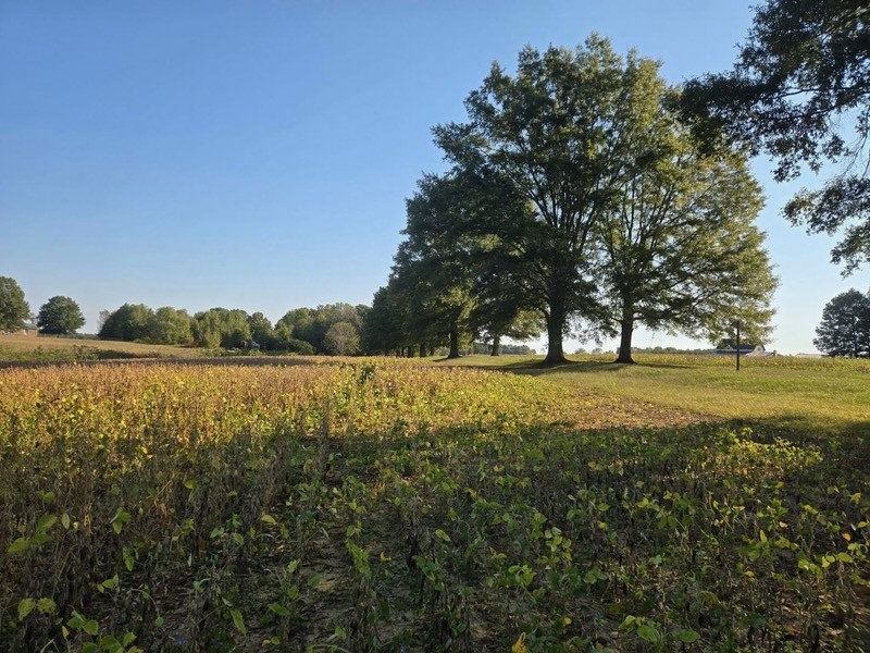 175 Dry Weakley Road Ethridge, TN 38456 - Photo 39 of 49 a view of lake with a yard
