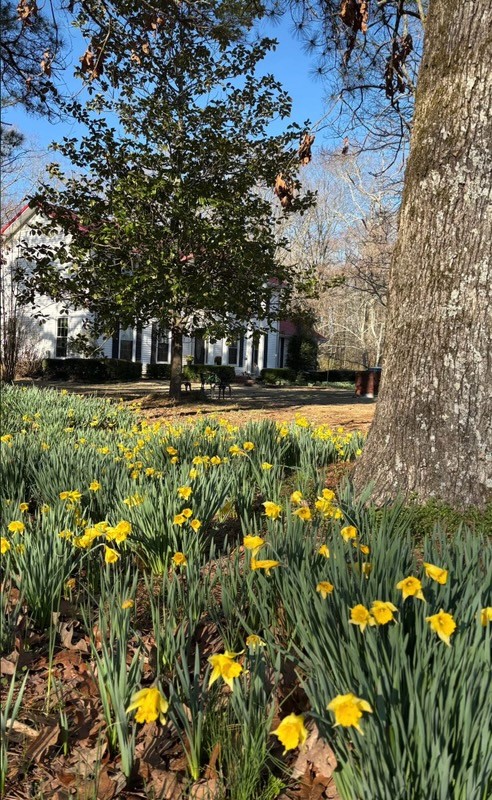 175 Dry Weakley Road Ethridge, TN 38456 - Photo 40 of 49 a view of a lake with a tree