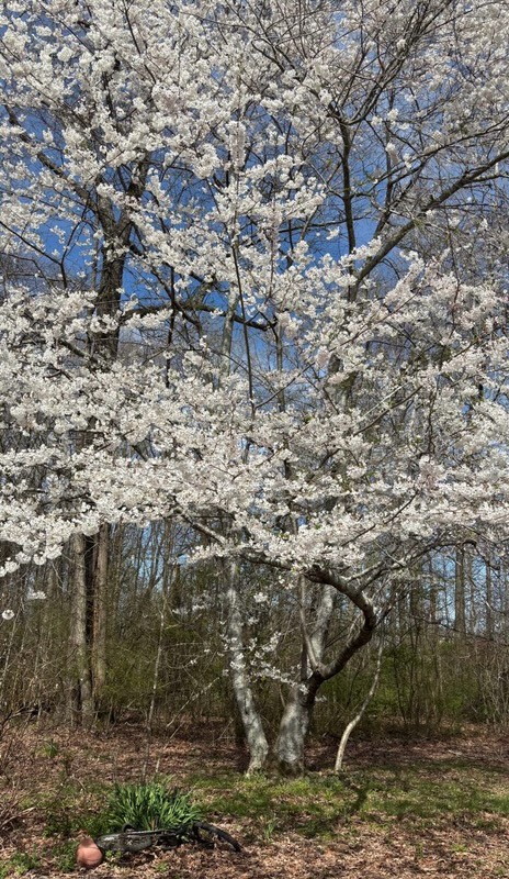 175 Dry Weakley Road Ethridge, TN 38456 - Photo 41 of 49 a view of a dry yard with lots of trees