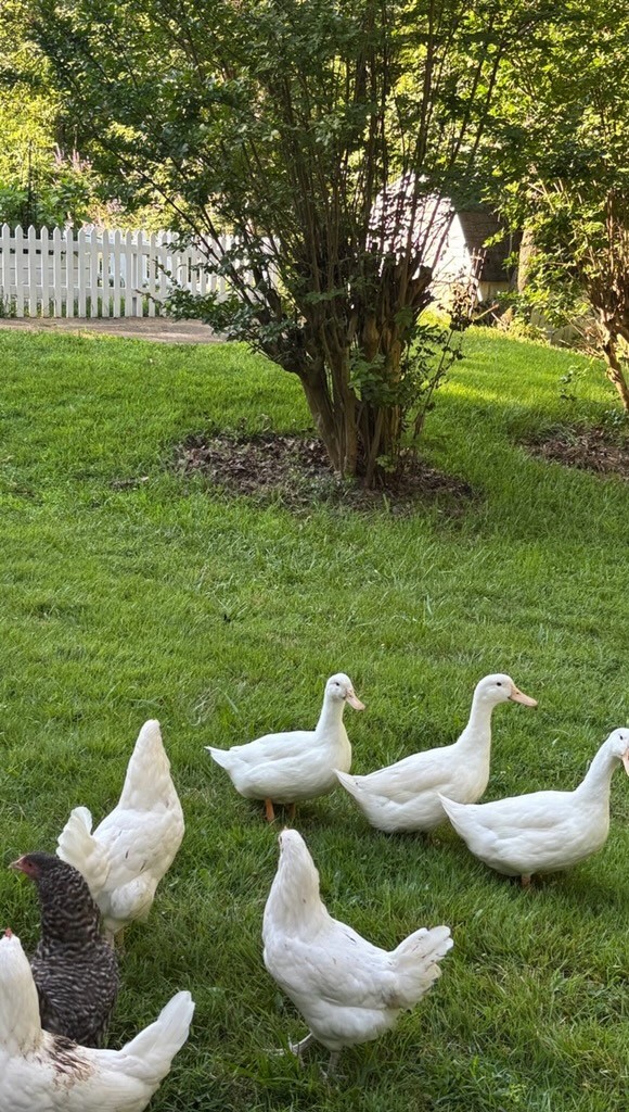 175 Dry Weakley Road Ethridge, TN 38456 - Photo 42 of 49 a view of a golf course with chairs