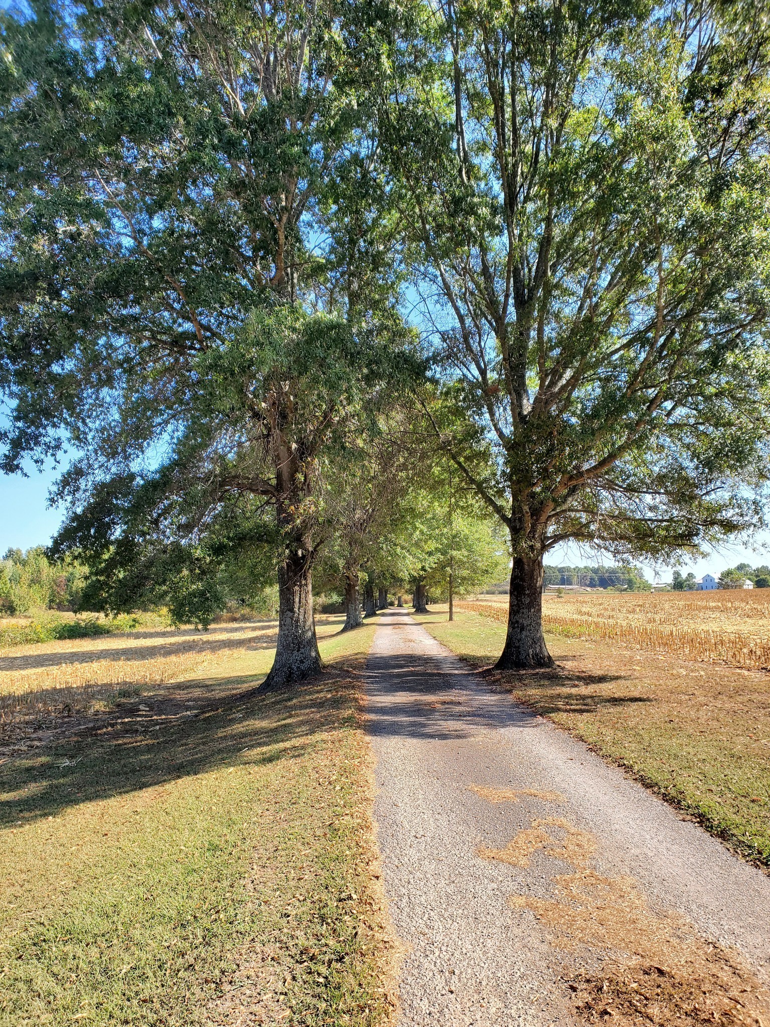 175 Dry Weakley Road Ethridge, TN 38456 - Photo 46 of 49 a view of yard with large trees and covered with fog