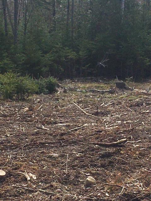 0 Peninsula Road Corea, ME 04624 - Photo 6 of 7 IMG_5355
