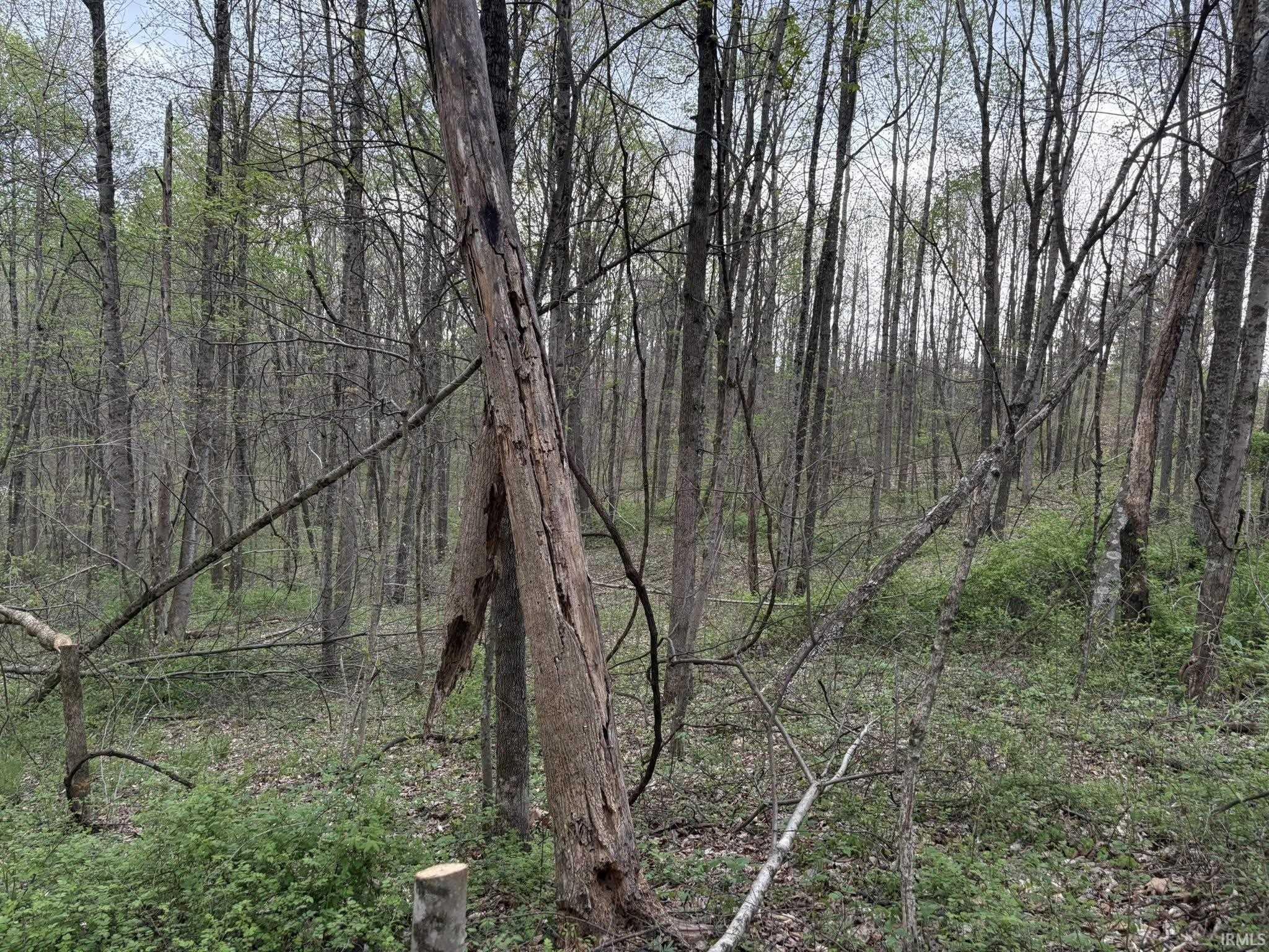 8517 East Sylvania Road Bloomfield, IN 47424 - Photo 9 of 15