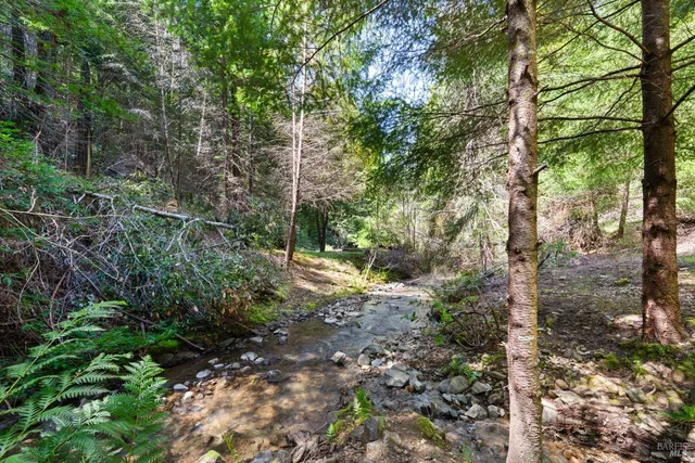 a view of a forest filled with trees