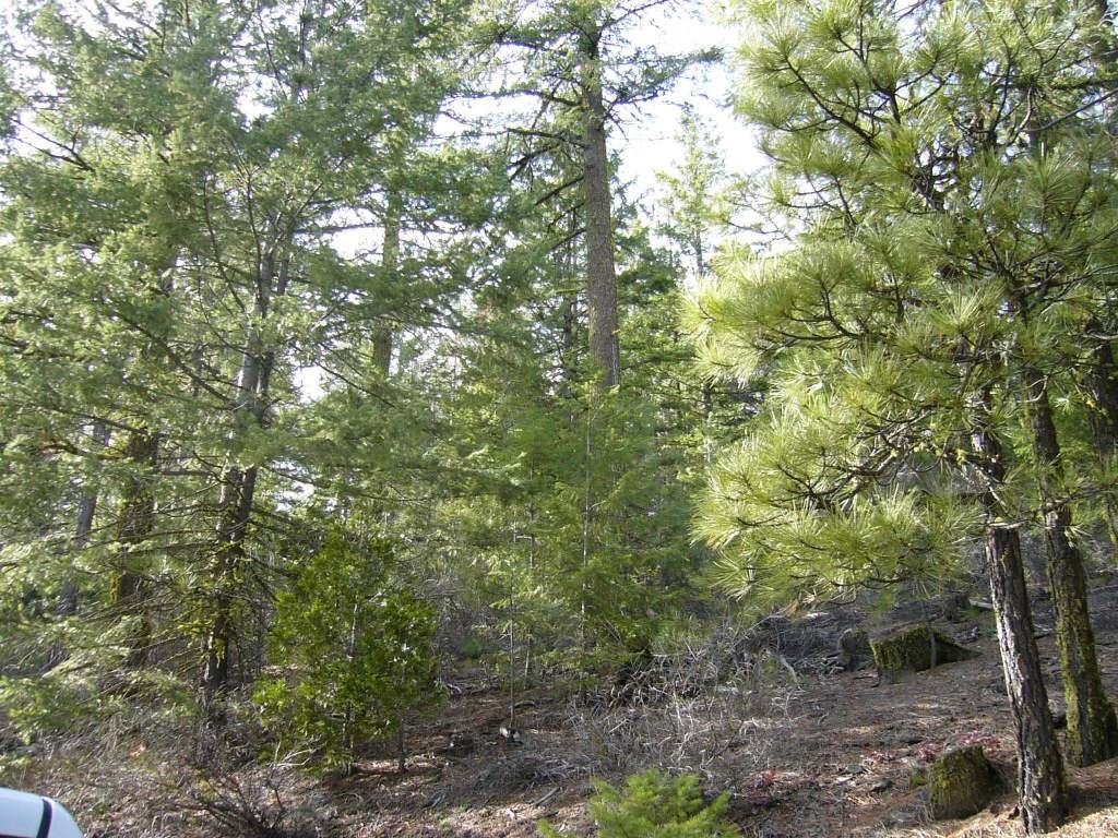 159.4 Acres Ridge Road Yreka, CA 96097 - Photo 15 of 23 Gallery Image 15